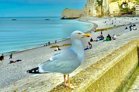 Excursion d'une journée au départ de Paris Rouen Etretat et Deauville