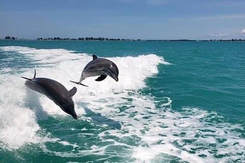 !! Flippers Fun Boat !! Dolphin Adventure Clearwater Beach!