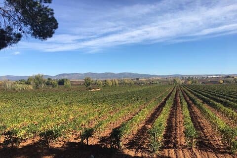 Privat, Premium: 3 Weingüter in der Region Valencia + Weingut Mittagessen