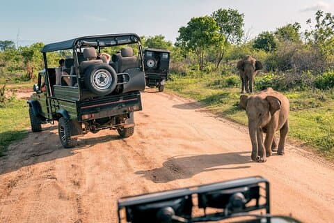 Explore the Best Big 5 Full Day Safari and Wine Tasting
