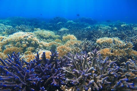 Gili Nanggu Snorkeling Tour to a Tropical Paradise