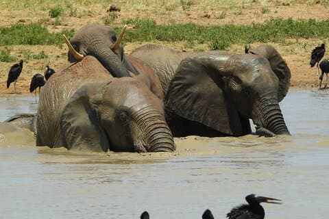2 Days Tsavo East Safari from Mombasa