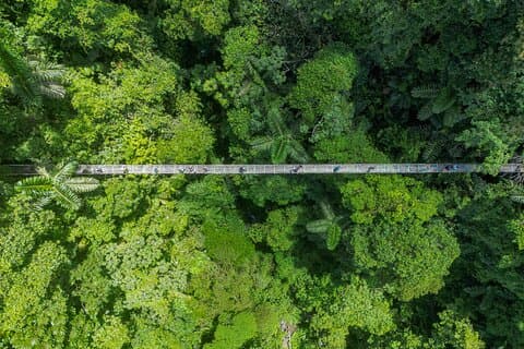 Mistico Hängebrücken & La Fortuna Wasserfall Tour mit Mittagessen
