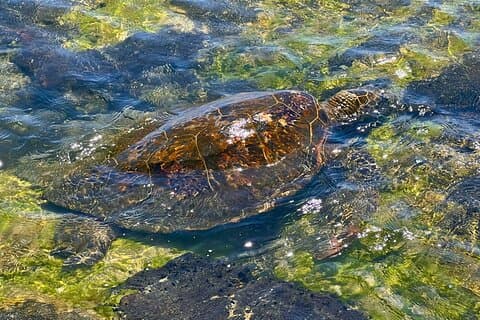Kona Havn: Privat historie og landmandsudflugt