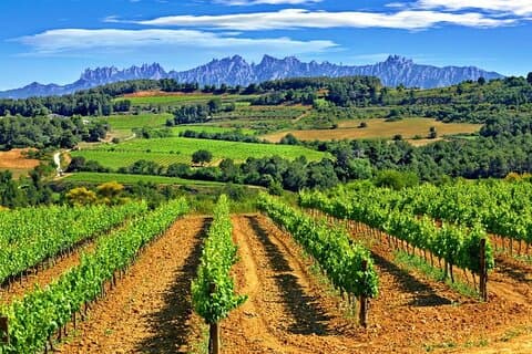 From Barcelona: El Penedès Hike & Wines