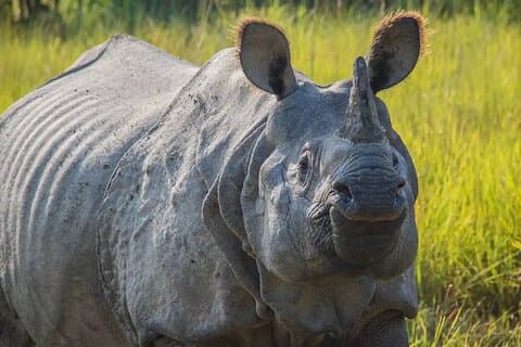 Chitwan Jungle Safari-All Inclusive 3-dagers Chitwan tur