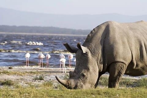Day Tour to Lake Nakuru and Lake Naivasha Boat Ride