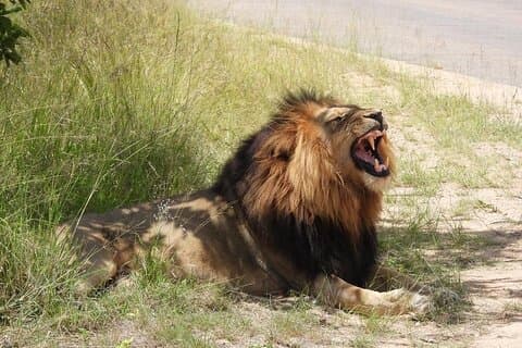 3-daagse Murchison Falls National Park met Bigfive