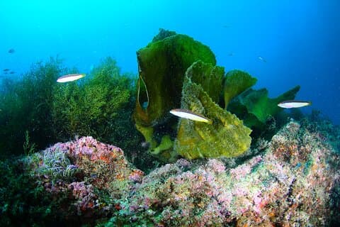 Dop av dykning i havet i Sesimbra