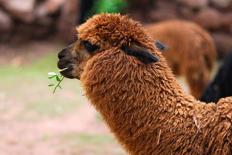 あなたの手の届くペルー5日間