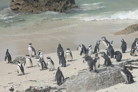 Full dag Peninsula Tour til Cape Point og pingviner i Cape Town