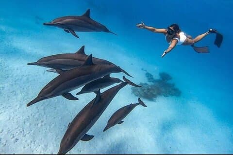 Nuota con i delfini VIP snorkeling Gita in barca con pranzo - Hurghada