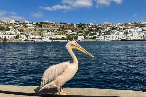 Il vero Mykonos: Un tour privato della gente del posto