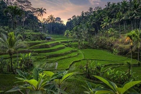 Best of Ubud Full Day Private Tour