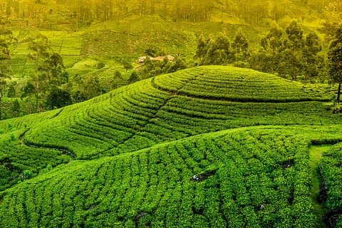 10 Day Sri Lanka Adventure Private Guided Tour