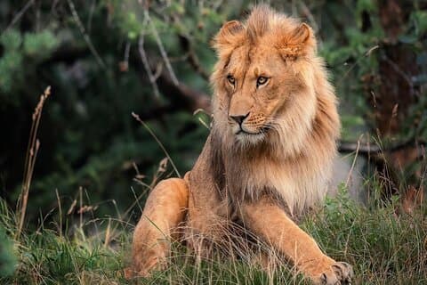 Safari privado 3 días en Masái Mara