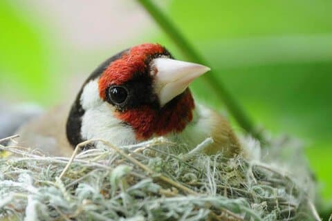 Vogels kijken en Wildlife tour