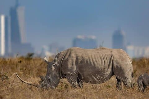 Nairobi Nationaal Park, Olifantenweeshuis en Girafffe centrum