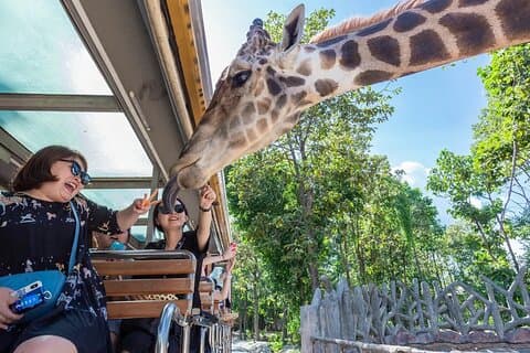 Chiang Mai Night Safari Park Ticket