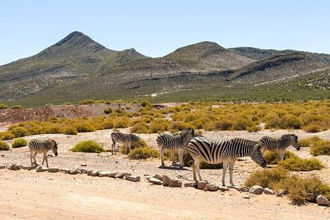 Big 5 Safari Adventure at Aquila Game Reserve from Cape Town
