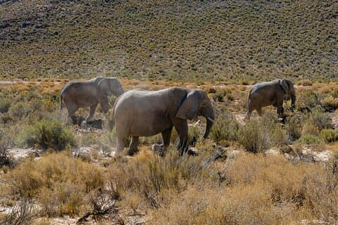 Sunset Aquila Private Game Reserve Big 5 Safari con aperitivos