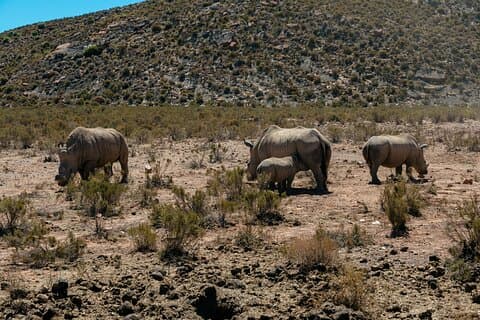 Aquila Game Reserve Big 5 Safari con almuerzo desde Ciudad del Cabo