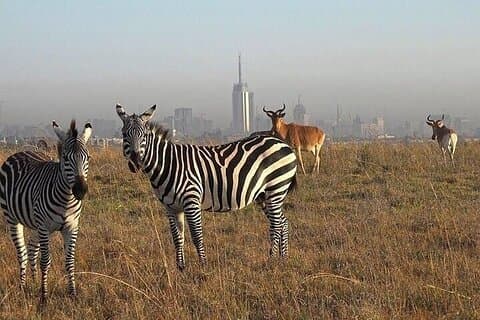 Tour di gruppo di prima mattina al Parco Nazionale di Nairobi