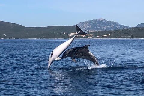 Båttur med delfinskådning från Olbia