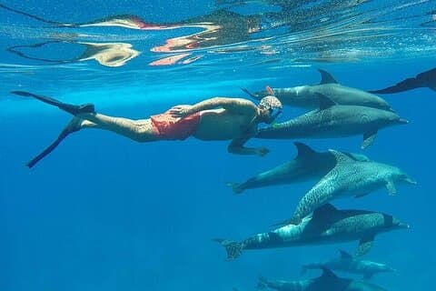 Private Boat Full Day Swimming With Dolphins Trip - Hurghada