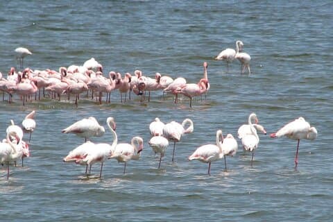 Shore Excursion from the Port of Walvis Bay and many highlights.
