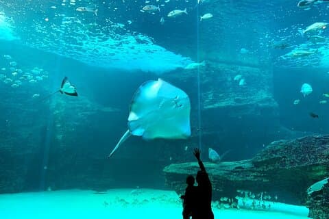 Tour en crucero por el acuario y el puerto con transporte