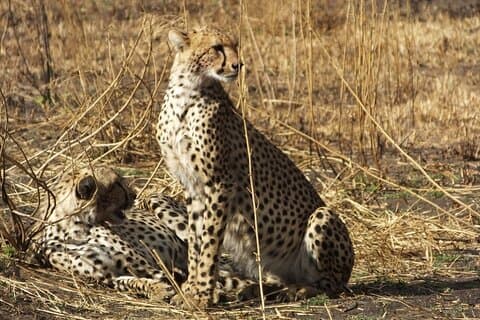 3 dias Ngorongoro Crater e Serengeti Safari.