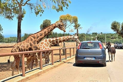 Safari Zoo Adventure og Ostuni-besøk av Mini Van
