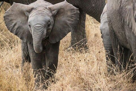 Privé 4-daags episch Mikumi en Udzungwa Nationaal Park