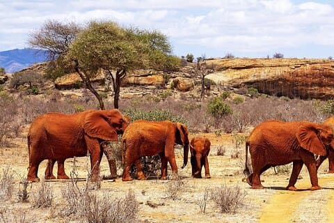 Escursione privata di un giorno al Parco Nazionale dello Tsavo Est da Mombasa