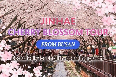 Jinhae Cherry Blossom Eendaagse tour vanuit Busan