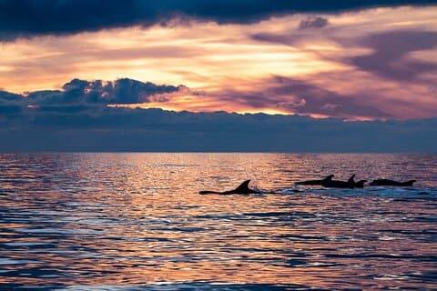 海洋生物学者とのサンセットドルフィンウォッチング