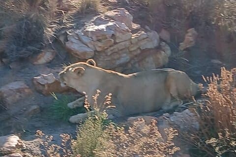 Le Cap Big five Safari Transport, déjeuner et frais de parc inclus