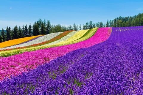 Furano & Biei tilpasset privat dagstur (op til 15 pax/9 timer)