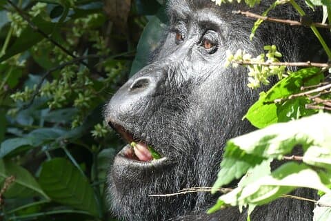3 jours d'aventure Forêt de Bwindi et lac Bunyonyi
