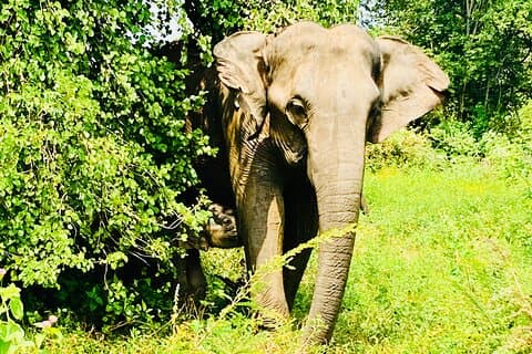 Safari tours in Udawalawa
