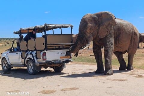 Addo Elephant National Park Safari with BBQ:Thentic Tours