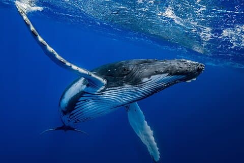 Whale Wonders: Private Ocean Safari with Lunch & Transfers