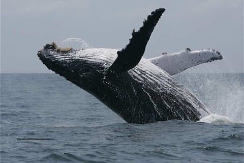 Private Dolphin and Whale Encounter with Lunch and Transfer