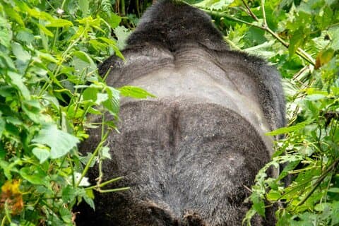 Uganda 5 Days Lion and Gorilla Tracking Safari