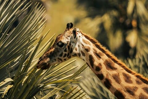 ウズングワとミクミ国立公園4日間