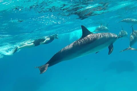 Sataya Dolphin House Adventure by Luxury Boat with Lunch