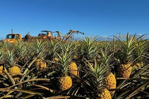 North Shore Dole Pineapple Farm Tour