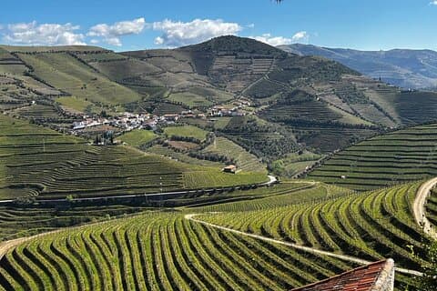 Excursão de meio dia no Vale do Douro com vinícola e almoço do Porto