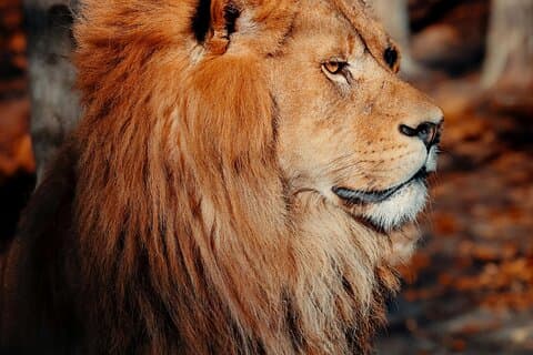 2 Days 1 Night Mikumi Adventure Safaris